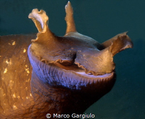 Aplisya face by Marco Gargiulo 